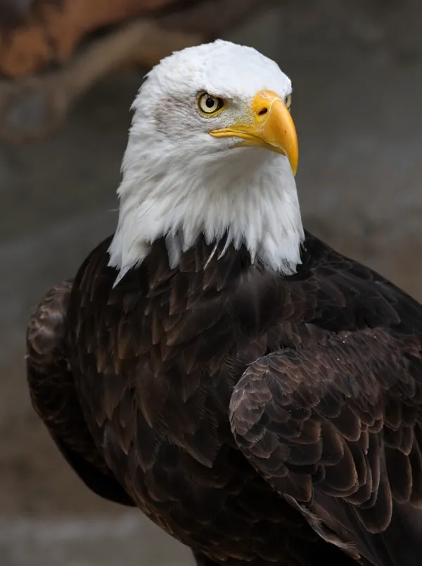 Adler