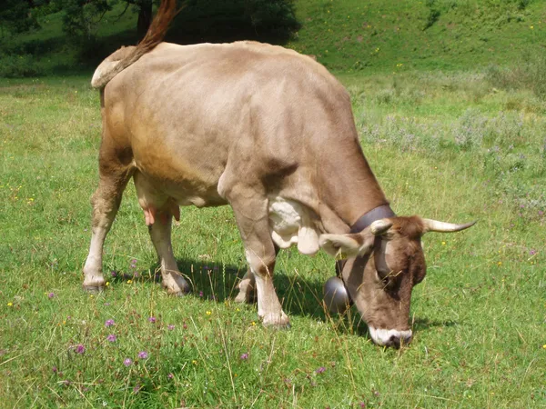 Kühe