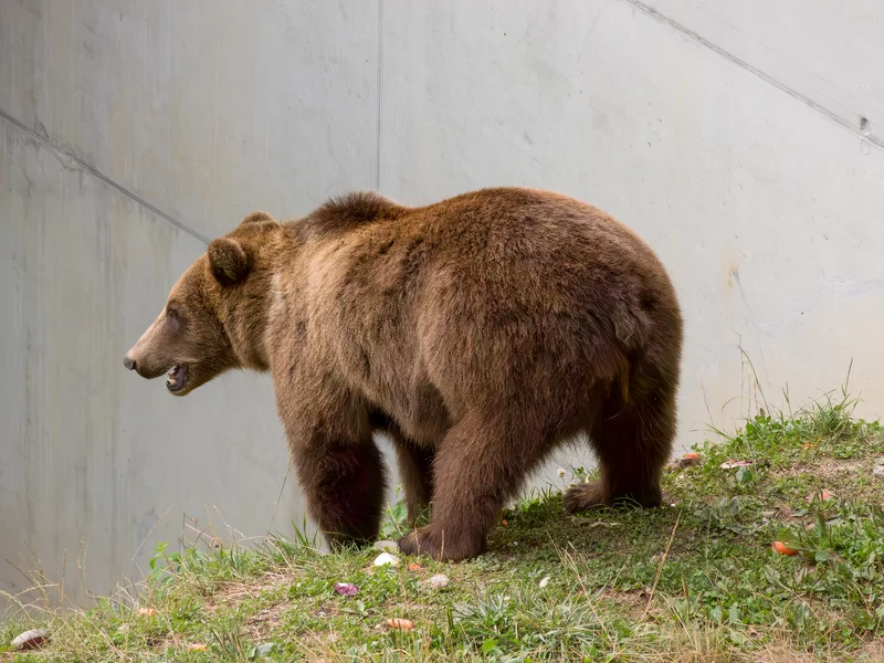 Pflastersteine Bärenpark