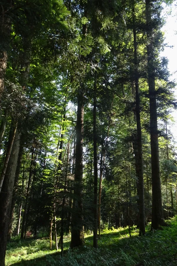 Freiburger Wanderwege